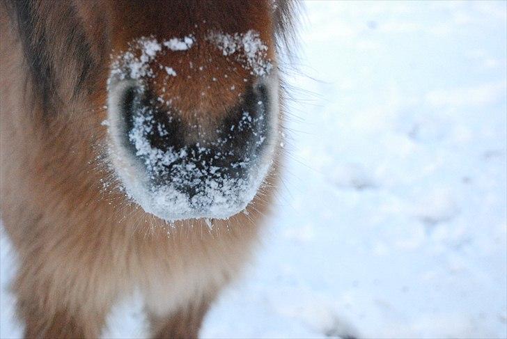 Islænder Hraun från Vallerödslund - Sne på mulen :-* billede 15