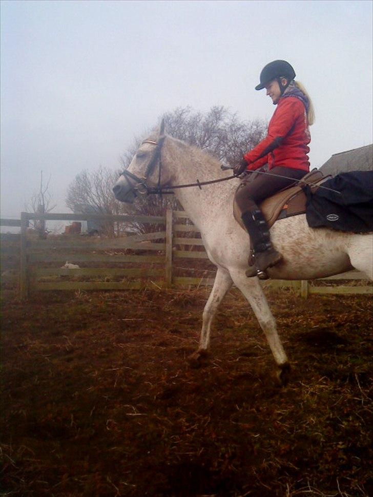 Arabisk fuldblod (OX) bleas  billede 7