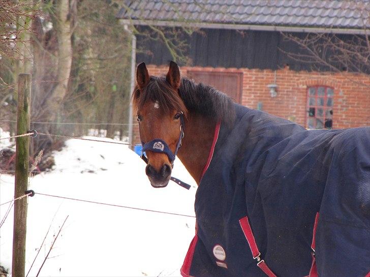 Anden særlig race Lotte R.I.P 19/10  billede 9