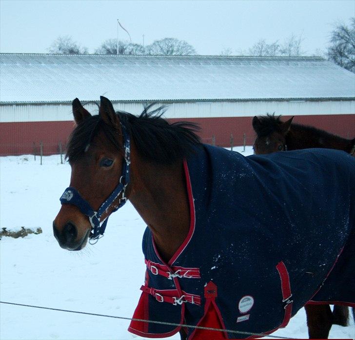 Anden særlig race Lotte R.I.P 19/10  - De dejligste øjne! <3  billede 10
