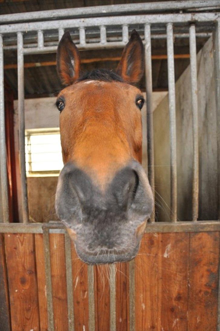 Dansk Varmblod Chili Z Ramona - jeg elsker dig tosse hest :* billede 1