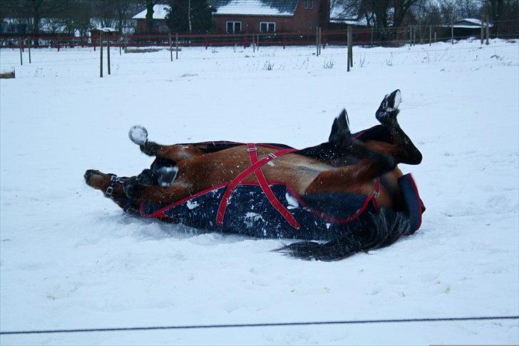 Anden særlig race Lotte R.I.P 19/10  billede 11