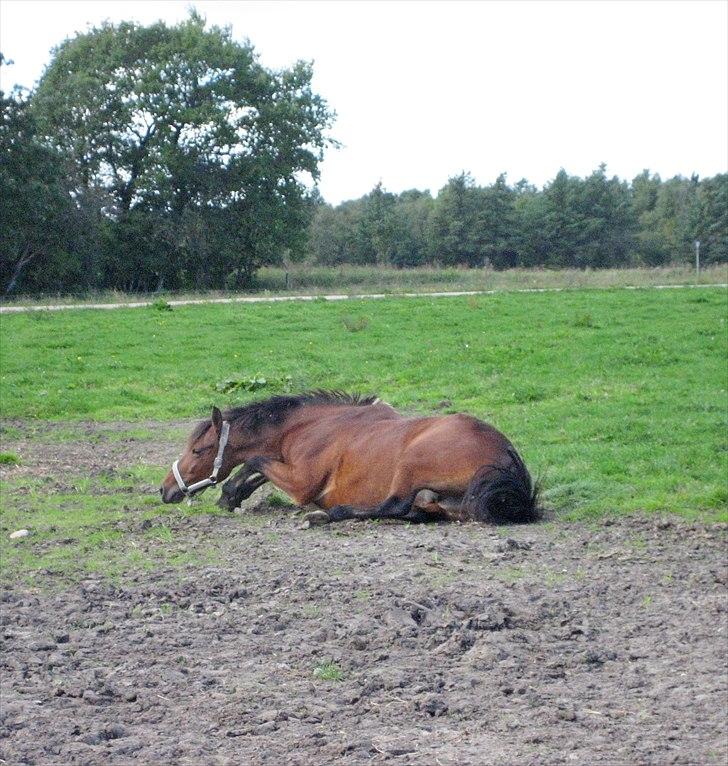 Anden særlig race Lotte R.I.P 19/10  billede 12