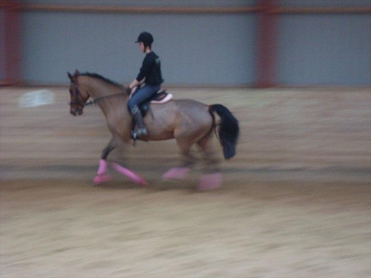 Dansk Varmblod Chili Z Ramona - Chili og jeg til dressur undervisning ved David Amager. Desværre dårlig billed kvallitet, og desværre slår hun fra for mig.  billede 4