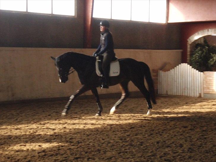 Dansk Varmblod Hjørnevang's Dominique - Træning marts 2011, Domino har været redet ca ½ år på dette tidspunkt billede 7