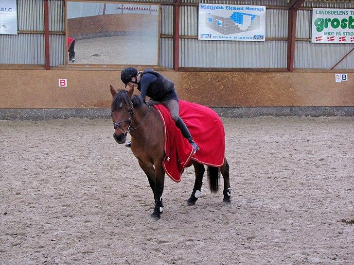 Anden særlig race Lotte R.I.P 19/10  - Lige før springundervisning <3 billede 13