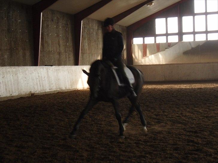 Dansk Varmblod Hjørnevang's Dominique - Træning marts 2011, Domino har været redet ca ½ år på dette tidspunkt billede 8