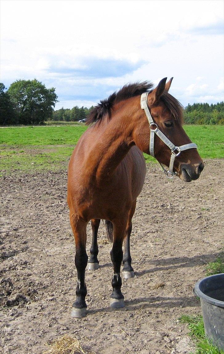 Anden særlig race Lotte R.I.P 19/10  billede 14