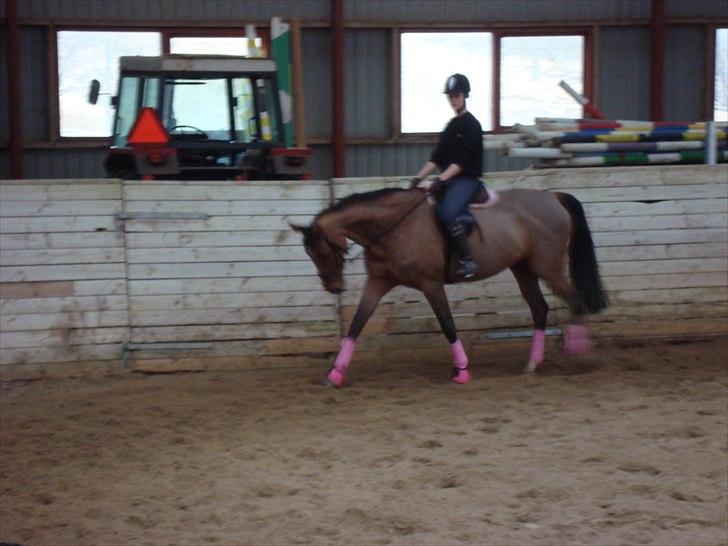 Dansk Varmblod Chili Z Ramona - Chili og jeg skridter imens vi får forklaring . billede 7