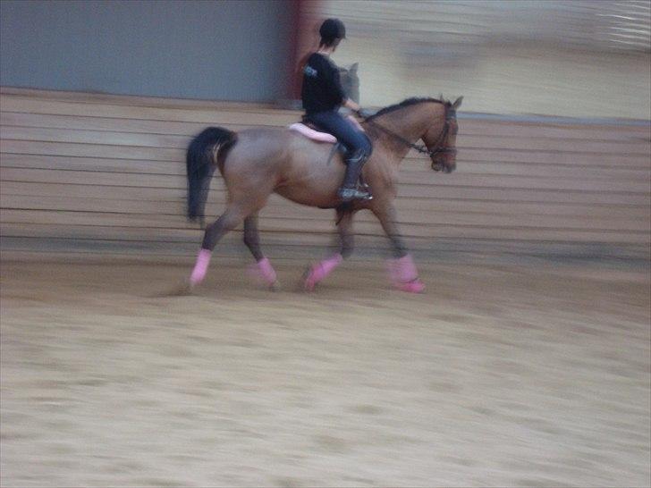 Dansk Varmblod Chili Z Ramona - Søde Chili :* billede 8