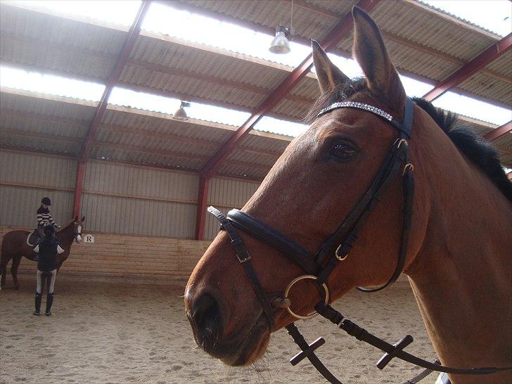 Dansk Varmblod Chili Z Ramona - SMUKKE :* billede 10