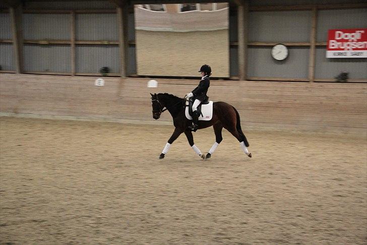 DSP Nørlunds Magic Boy billede 16