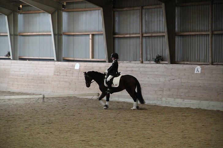 DSP Nørlunds Magic Boy billede 17