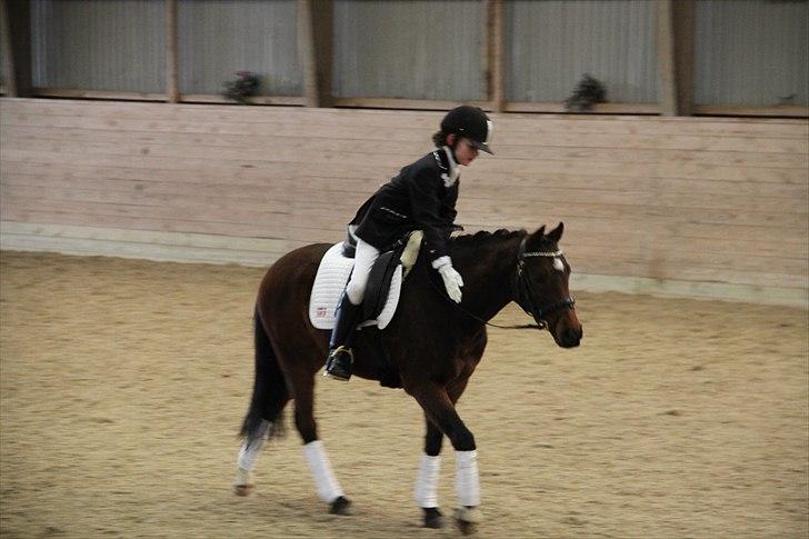 DSP Nørlunds Magic Boy billede 18