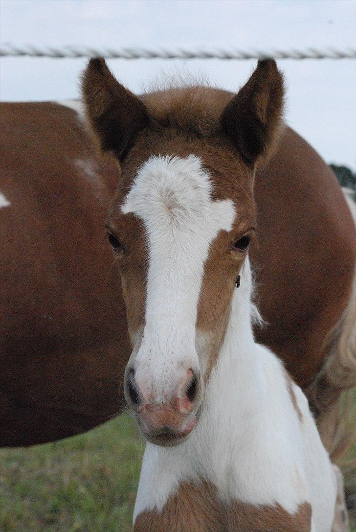 Islænder Príma fra Thorsvighus - Velkommen til Prímas profil :-) billede 1