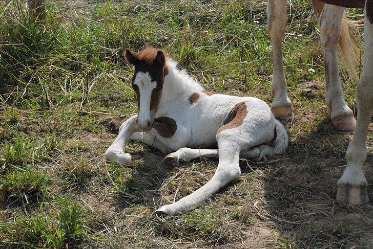 Islænder Príma fra Thorsvighus - Hendes første dage :o) billede 2