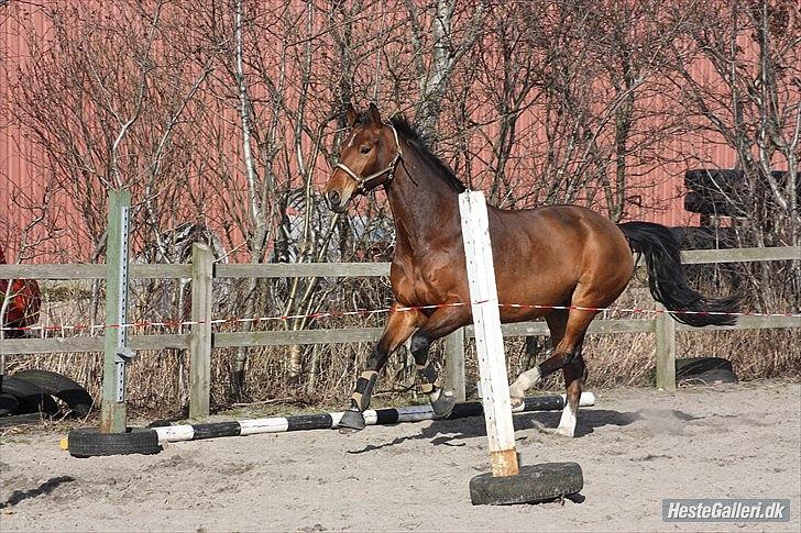 Hannoveraner Alfi - løs spring 27/311 billede 4