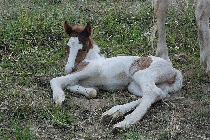 Islænder Príma fra Thorsvighus - Jeg ligger bare her og nyder livet :p billede 3