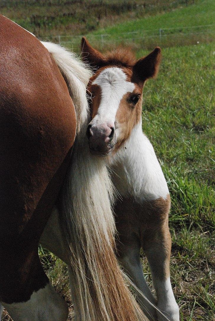 Islænder Príma fra Thorsvighus - Der er dyr mutti, hjææælp :-D billede 4