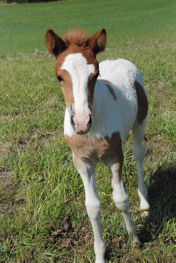 Islænder Príma fra Thorsvighus - En sommerdag 2010 billede 5
