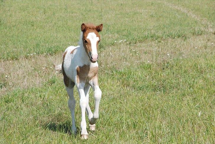 Islænder Príma fra Thorsvighus billede 6