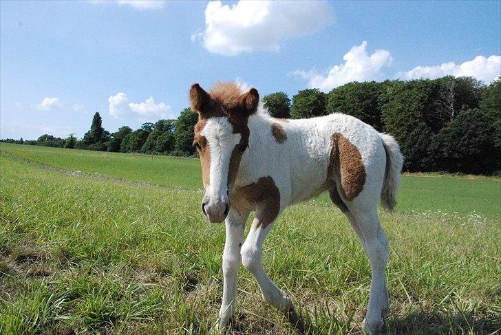 Islænder Príma fra Thorsvighus - Halløj billede 7