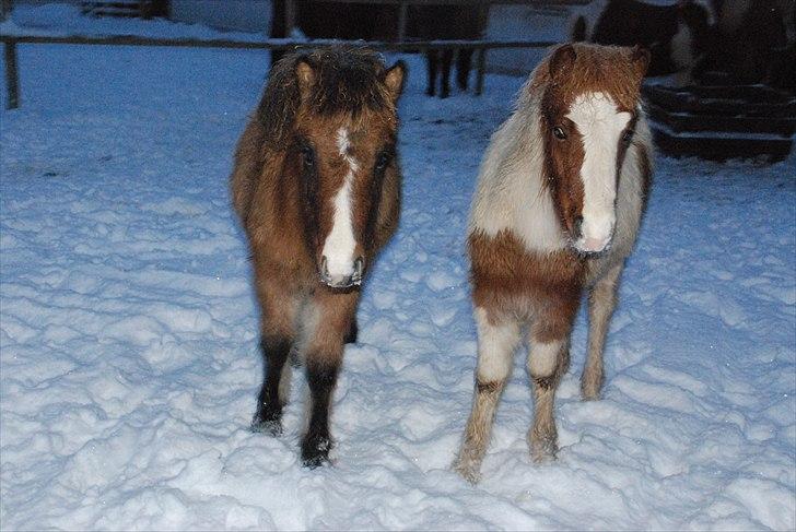 Islænder Príma fra Thorsvighus - Chip og Chap :-* billede 8
