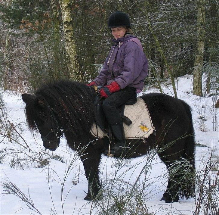 Shetlænder          Trine - solgt  - velkommen til trines profil læg gerne komentar + bedømmelse :)  billede 1