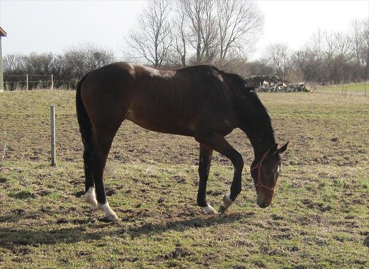 Dansk Varmblod Cato billede 8