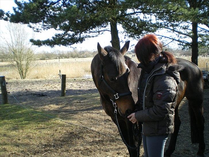 Dansk Varmblod Pikant - Pikant! billede 2