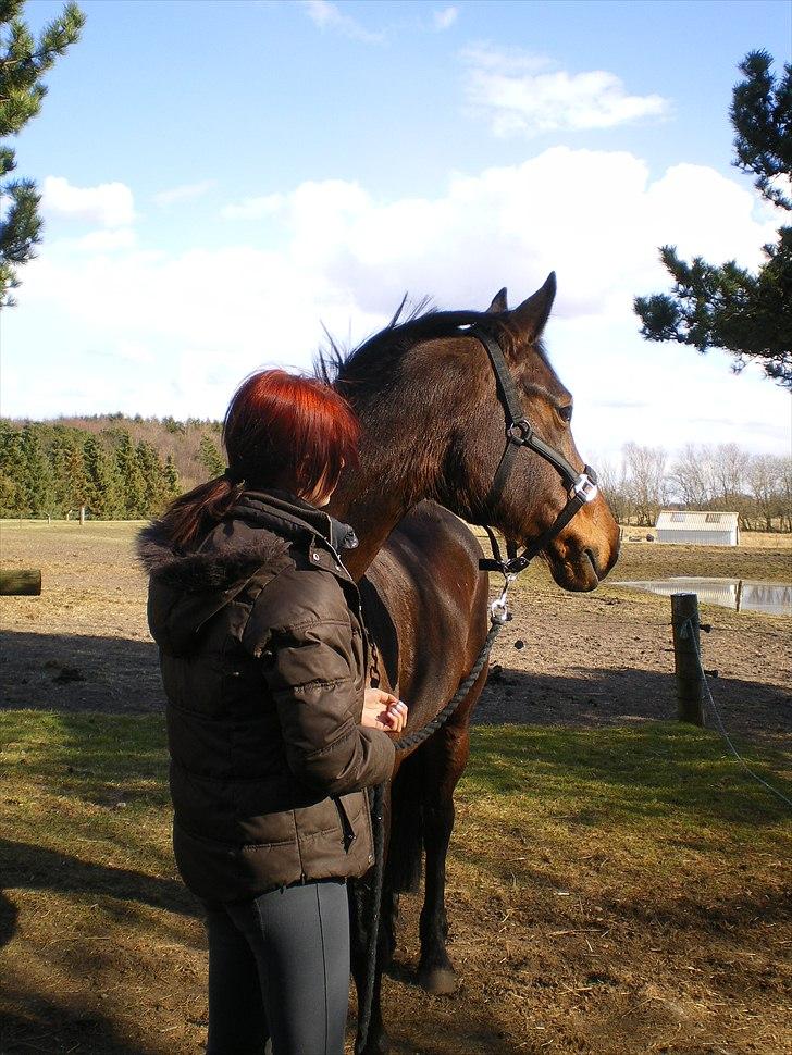 Dansk Varmblod Pikant - <3 billede 3