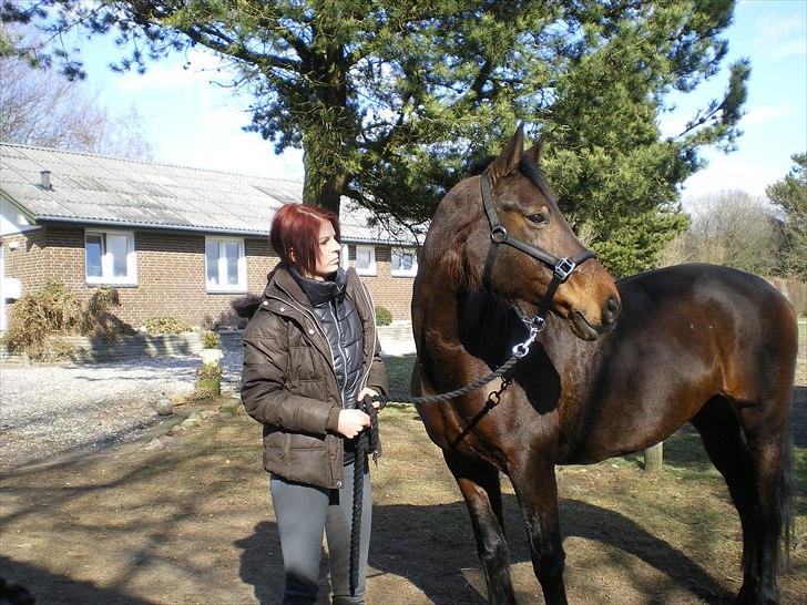 Dansk Varmblod Pikant - smuk, smukkere, smukkest! billede 4