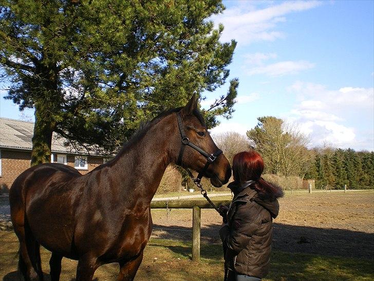 Dansk Varmblod Pikant - vil gå gennem ild og vand for dig. billede 5