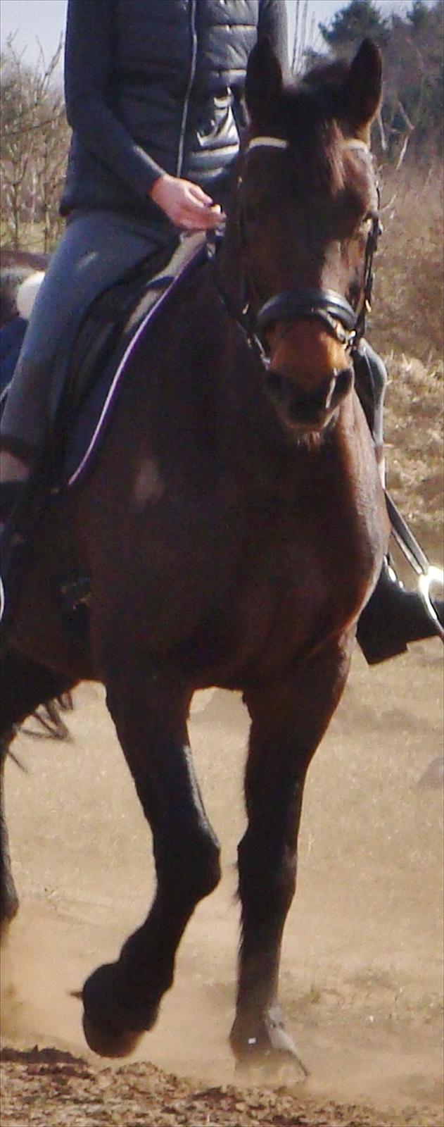 Dansk Varmblod Pikant - ingen er perfekte, men du er perfekt for mig. billede 6