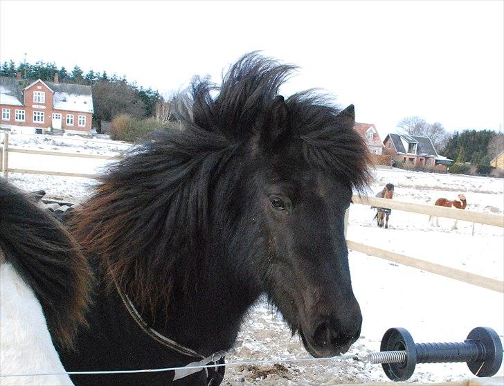 Islænder Dimma frá Stóra-Hofi - Velkommen til Dimmas profil :-) enjoy! billede 1
