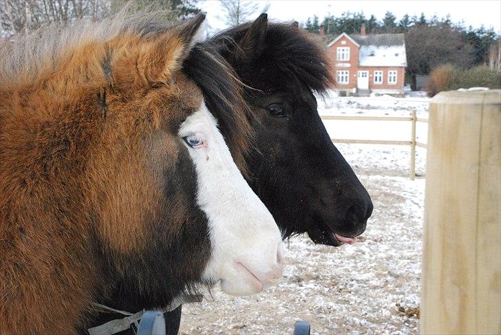 Islænder Dimma frá Stóra-Hofi - Dimma og Litfrid, de har fulgtes ad fra Island :o) og i transporten. billede 2