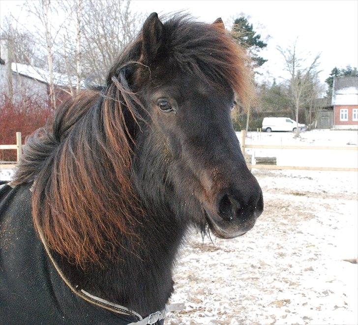 Islænder Dimma frá Stóra-Hofi - Smukke Dimma :-) billede 3