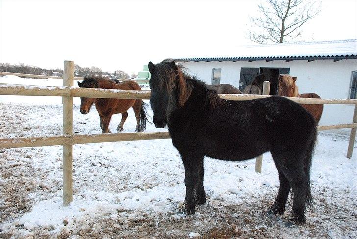 Islænder Dimma frá Stóra-Hofi - Dimma på folden billede 4