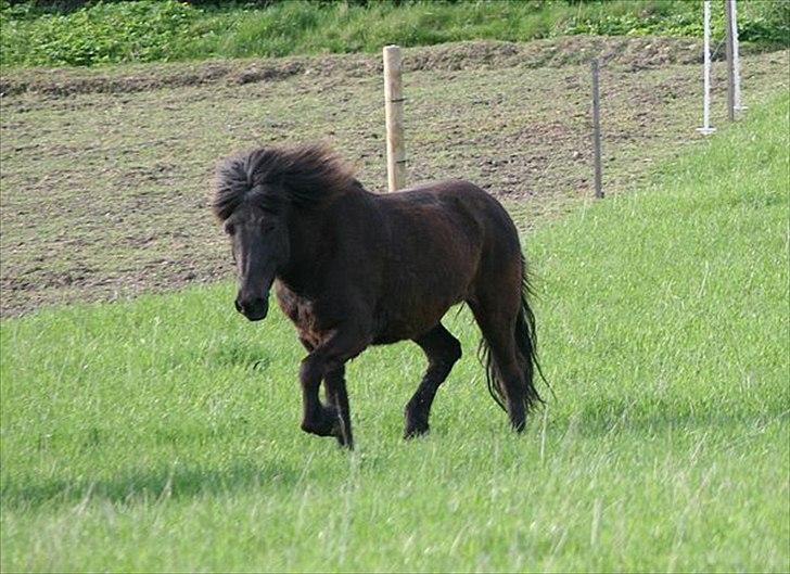 Islænder Dimma frá Stóra-Hofi - Dimma på græs.. billede 5