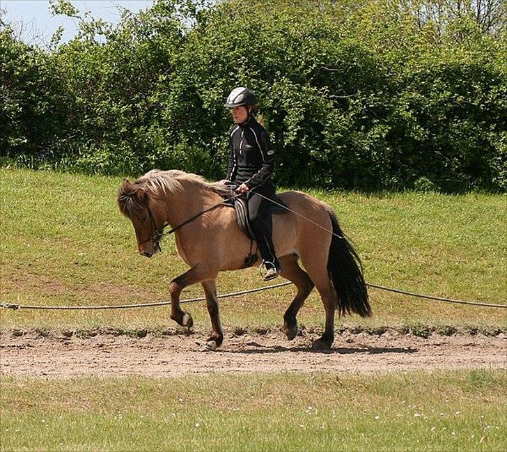 Islænder Hraun från Vallerödslund - Trav på NG med Thea billede 16
