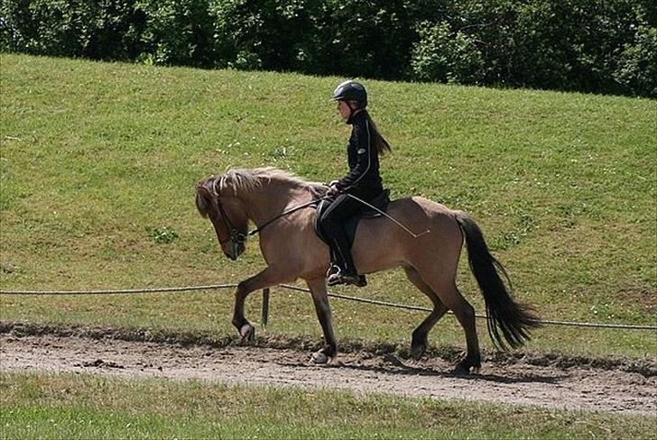 Islænder Hraun från Vallerödslund - Trav på NG :-) billede 17