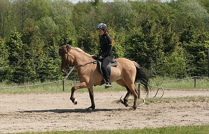 Islænder Hraun från Vallerödslund billede 18