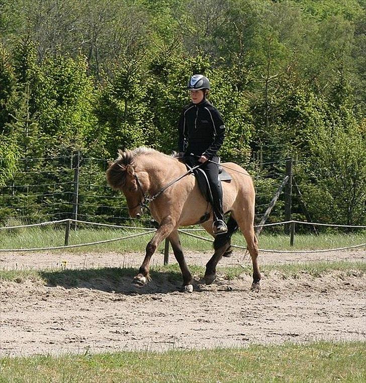 Islænder Hraun från Vallerödslund billede 19