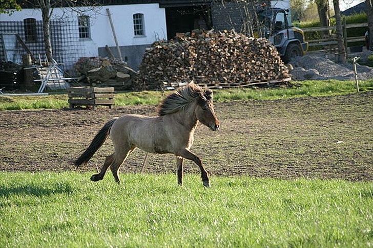 Islænder Hraun från Vallerödslund - Hraun i fuld fart på folden :-) billede 20