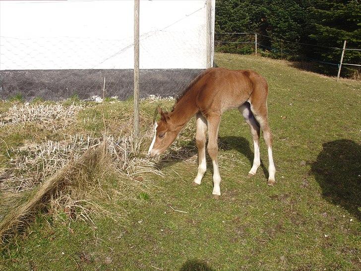 Arabisk fuldblod (OX) Chopiniana +2264 billede 6