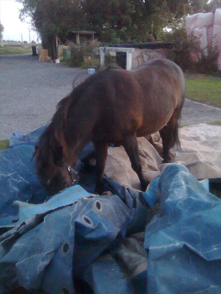 Anden særlig race Felix  - Ja, han er vant til lidt af hvert.... :D billede 12