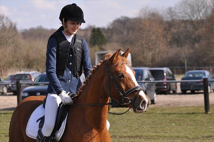 Welsh Pony af Cob-type (sec C) Jet - Velkommen til smukke Jet´s profil <3 billede 1