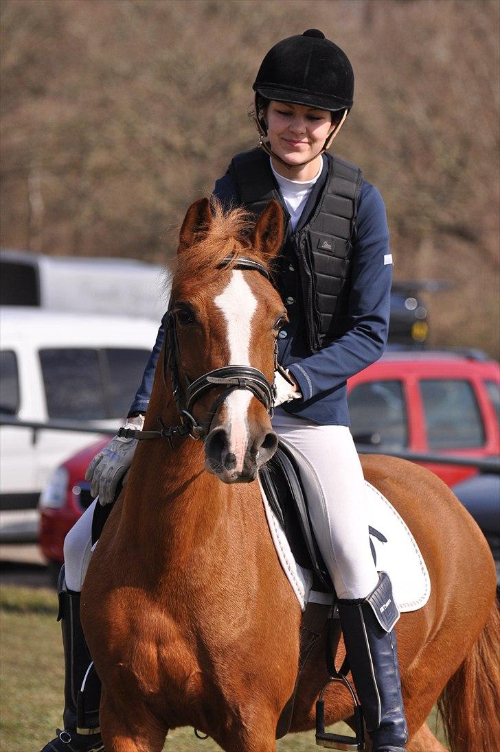 Welsh Pony af Cob-type (sec C) Jet - Smukke Jetse <3 - VRK C-Stævne 27 Marts 2010 - Foto: Isabella Larsen billede 2