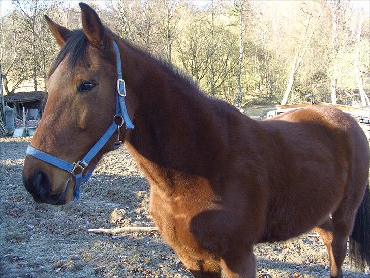 Traver ild i røven billede 9