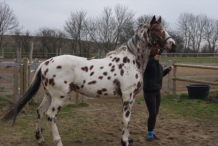 Knabstrupper Coco - Ankomsten til Møn billede 2